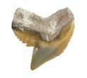 Fossil Tiger Shark Tooth - Florida #40270-1